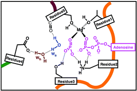 Graphical abstract: Comparing the catalytic strategy of ATP hydrolysis in biomolecular motors