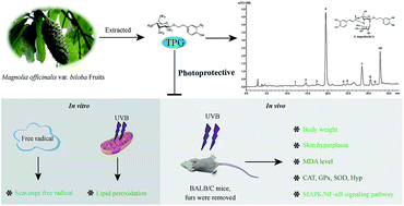 Graphical abstract: Total phenylethanoid glycosides and magnoloside Ia from Magnolia officinalis var. biloba fruits inhibit ultraviolet B-induced phototoxicity and inflammation through MAPK/NF-κB signaling pathways