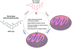 Graphical abstract: Detection of analytes in mitochondria without interference from other sites based on an innovative ratiometric fluorophore