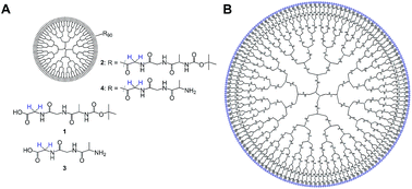 Graphical abstract: Nuclear singlet multimers (NUSIMERs) with long-lived singlet states