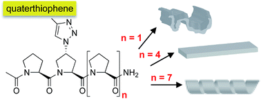 Graphical abstract: Oligoprolines guide the self-assembly of quaterthiophenes