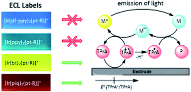 Graphical abstract: A conceptual framework for the development of iridium(iii) complex-based electrogenerated chemiluminescence labels