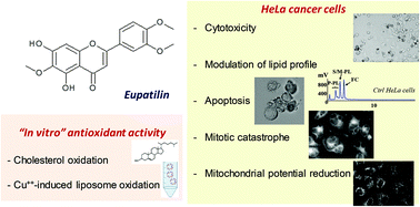 Graphical abstract: The dietary flavonoid eupatilin attenuates in vitro lipid peroxidation and targets lipid profile in cancer HeLa cells