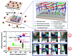 Graphical abstract: Mussel foot protein inspired tough tissue-selective underwater adhesive hydrogel