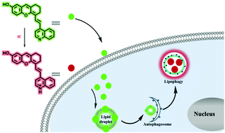Graphical abstract: An activatable near-infrared fluorescent probe facilitated high-contrast lipophagic imaging in live cells