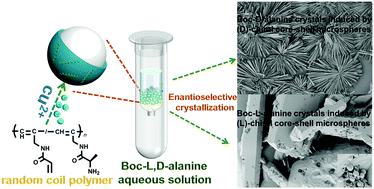 Graphical abstract: Amino-acid-substituted polyacetylene-based chiral core–shell microspheres: helix structure induction and application for chiral resolution and adsorption