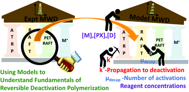 Graphical abstract: A general model for the ideal chain length distributions of polymers made with reversible deactivation