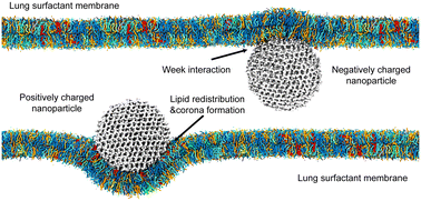 Graphical abstract: Lipidomic analysis probes lipid coronas on hydrophilic nanoparticles from natural lung surfactant