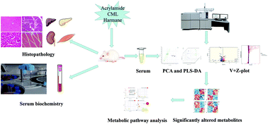 Graphical abstract: Metabolic perturbations and health impact from exposure to a combination of multiple harmful Maillard reaction products on Sprague-Dawley rats