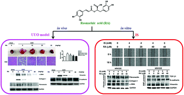 Graphical abstract: Rosmarinic acid ameliorates renal interstitial fibrosis by inhibiting the phosphorylated-AKT mediated epithelial–mesenchymal transition in vitro and in vivo