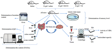 Graphical abstract: Epigallocatechin-3-gallate alleviates galactose-induced aging impairment via gut–brain communication