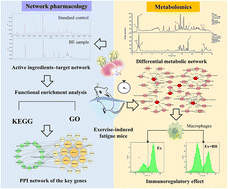 Graphical abstract: An integrated network pharmacology and metabolomics approach to reveal the immunomodulatory mechanism of Brassica rapa L. (Tibetan Turnip) in fatigue mice