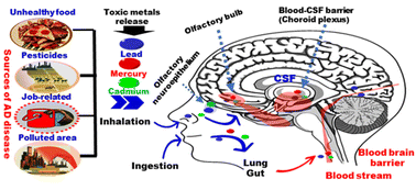 Graphical abstract: Optical chemosensors for environmental monitoring of toxic metals related to Alzheimer's disease