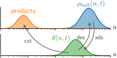 Graphical abstract: Population balance models for polymer upcycling: signatures of the mechanism in the molecular weight evolution