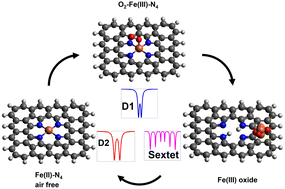 Graphical abstract: Life cycle of single atom catalysts: a Mössbauer study on degradation and reactivation of tetrapyrrolic Fe–N–C powders