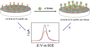 Graphical abstract: Porous boron-doped graphitic carbon nitride-based label-free electrochemical immunoassay of vascular endothelial cadherin