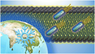 Graphical abstract: Extreme makeover: the incredible cell membrane adaptations of extremophiles to harsh environments