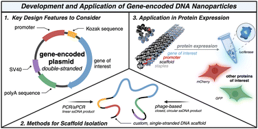 Graphical abstract: Plugging synthetic DNA nanoparticles into the central dogma of life