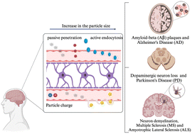Graphical abstract: A perspective on the potential impact of microplastics and nanoplastics on the human central nervous system