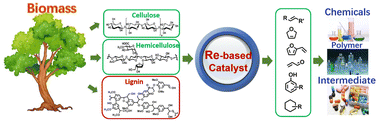 Graphical abstract: Rhenium-based catalysts for biomass conversion