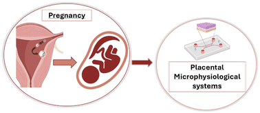 Graphical abstract: Placental microphysiological systems: new advances on promising platforms that mimic the microenvironment of the human placenta