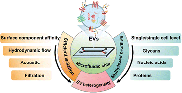 Graphical abstract: Demystifying EV heterogeneity: emerging microfluidic technologies for isolation and multiplexed profiling of extracellular vesicles