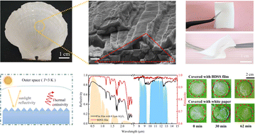 Graphical abstract: Bionic dual-scale structured films for efficient passive radiative cooling accompanied by robust durability