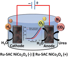 Graphical abstract: Stabilizing a Ru single atom catalyst through electronic metal–support interaction with a NiCo2O4 support for overall water splitting and urea electrolysis