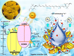 Graphical abstract: Contribution of organic carotenoid and carbonaceous biomass of Tagetes erecta flowers for enhanced solar hydrogen generation
