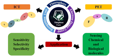 Graphical abstract: An overview of utilising photo-tunable thiophene scaffolds as luminogens for chemical and biological sensing: progress and prospects