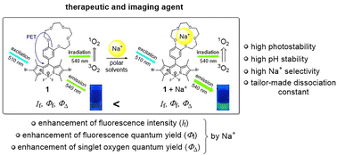 Graphical abstract: A sodium ion-selective photosensitizer: dibrominated F-BODIPY as a fluorescence imaging and therapeutic agent