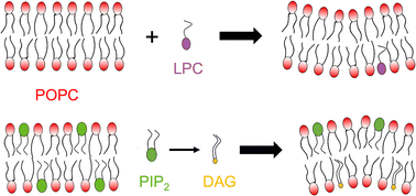 Graphical abstract: Lipid bilayer membranes with asymmetrically distributed LPC and DAG
