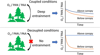 Graphical abstract: Nocturnal vertical gradients in O3, PAN and PAA in a boreal forest: the role of chemical reactions, deposition and entrainment