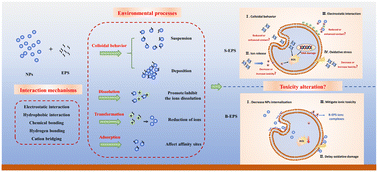 Graphical abstract: Interactions between extracellular polymeric substances and engineered nanoparticles in aquatic systems and their environmental effects: a comprehensive review