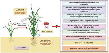 Graphical abstract: Nanoparticle-mediated mitigation of salt stress-induced oxidative damage in plants: insights into signaling, gene expression, and antioxidant mechanisms
