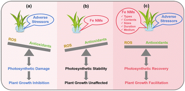 Graphical abstract: Systematic validation and integration analysis of iron nanomaterials in alleviating plant stress: a data-driven approach
