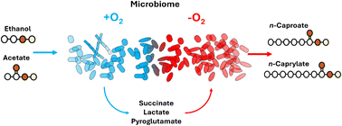 Graphical abstract: Toward industrial C8 production: oxygen intrusion drives renewable n-caprylate production from ethanol and acetate via intermediate metabolite production