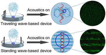 Graphical abstract: In-Petri-dish traveling and standing acoustic wave-assisted fabrication of anisotropic collagen hydrogels