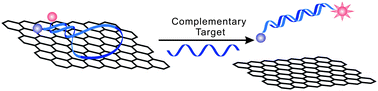 Graphical abstract: A graphene-enhanced molecular beacon for homogeneous DNA detection