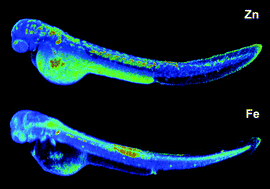 Graphical abstract: MicroXRF tomographic visualization of zinc and iron in the zebrafish embryo at the onset of the hatching period