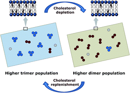 Graphical abstract: Exploring oligomeric state of the serotonin1A receptor utilizing photobleaching image correlation spectroscopy: implications for receptor function