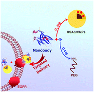 Graphical abstract: Transglutaminase mediated PEGylation of nanobodies for targeted nano-drug delivery