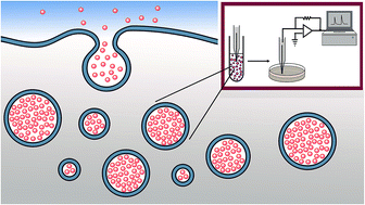 Graphical abstract: Electrochemical quantification of transmitter concentration in single nanoscale vesicles isolated from PC12 cells