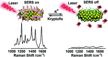 Graphical abstract: A bumpy gold nanostructure exhibiting DNA-engineered stimuli-responsive SERS signals