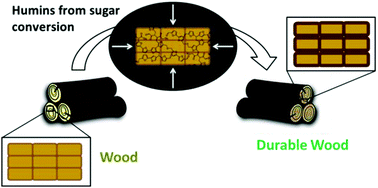 Graphical abstract: Humin based resin for wood modification and property improvement