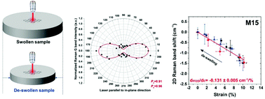 Graphical abstract: Realising biaxial reinforcement via orientation-induced anisotropic swelling in graphene-based elastomers