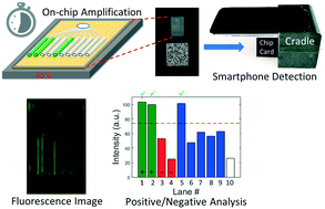 Graphical abstract: Smartphone-based multiplex 30-minute nucleic acid test of live virus from nasal swab extract