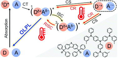 Graphical abstract: Thermally activated processes in an organic long-persistent luminescence system