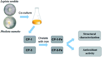 Graphical abstract: Co-cultured Lepista sordida and Pholiota nameko polysaccharide-iron(iii) chelates exhibit good antioxidant activity