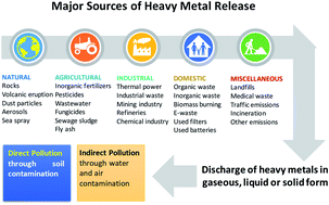 Graphical abstract: Heavy metal induced stress on wheat: phytotoxicity and microbiological management